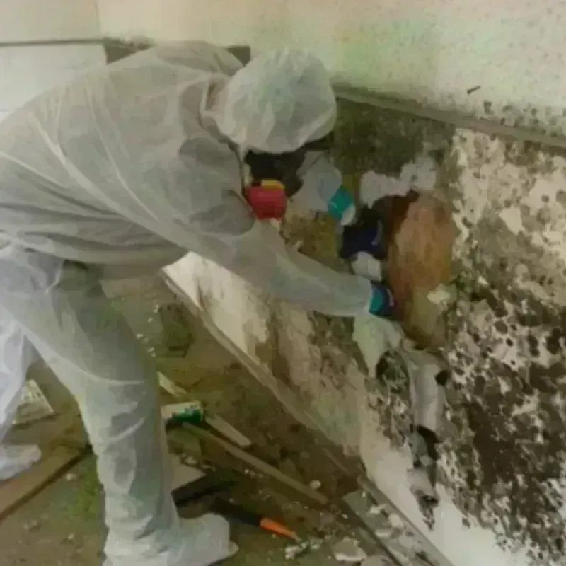 Mold Remediation and Removal in Quitman, TX